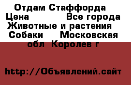 Отдам Стаффорда › Цена ­ 2 000 - Все города Животные и растения » Собаки   . Московская обл.,Королев г.